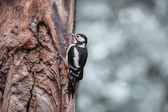 Great spotted woodpecker (Dendrocopos major), hanging from a thick brown tree trunk, looking to the