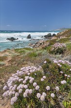 Beach carnations at the Spiaggia di Rena Majore, Gallura, Sardinia, Italy, Spiaggia di Rena Maiore,