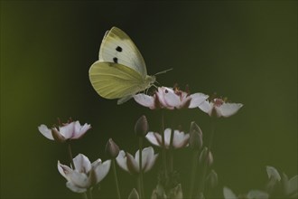 Small white (Pieris rapae) sitting on flower of flowering rush (Butomus umbellatus), Hesse,