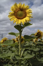 Sunflower field (Helianthus annuus), Stuttgart, Baden-Württemberg, Germany, Europe