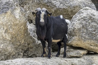 West African dwarf goat (Capra aegagrus hircus) buck, native to West and Central Africa