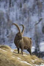 Alpine ibex (Capra ibex) male with large horns foraging on mountain slope in the snow in winter,