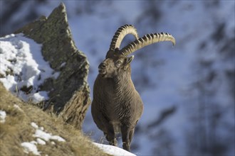 Alpine ibex (Capra ibex) male with large horns foraging on mountain slope in the snow in winter,