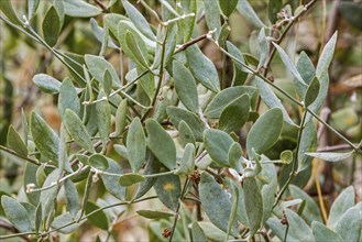 Jojoba (Simmondsia chinensis), goat nut, deer nut, pignut, wild hazel, quinine nut close-up of