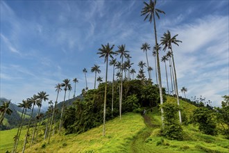 Wax palms largest palms in the world, Cocora valley, Unesco site coffee cultural landscape,