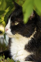 Felidae (Felis catus), in the garden, under shrub, Ternitz, Lower Austria, Austria, Europe