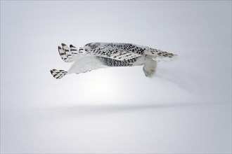 Female Snowy Owl (Nyctea scandiaca) (Syn. Bubo scandiaca) in flight, shortly after take-off, snow