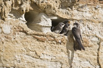 Sand martins (Riparia riparia), Emsland, Lower Saxony, Germany, Europe