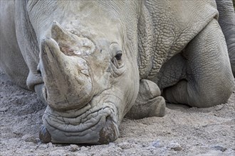 White rhinoceros (Ceratotherium simum), white rhino close-up portrait of male, native to eastern