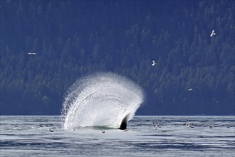 Humpback whale slaps the water with its fluke to stun fish, hunting behaviour, water fountain,