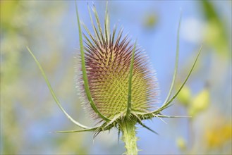 Wild teasel (Dipsacus fullonum), inflorescence in front of flowering, North Rhine-Westphalia,