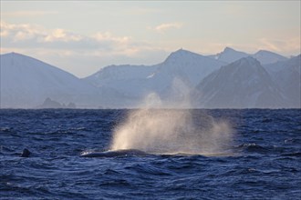 Blow of a sperm whale (Physeter macrocephalus), North Sea, Andenes, Vesteralen, Norway, Europe