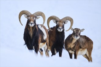 European mouflon (Ovis aries musimon) ram with ewe on a snowy meadow in the mountains in tirol,