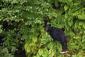 American Black Bear (Ursus americanus) looking at camera from forest edge, rainforest, Prince