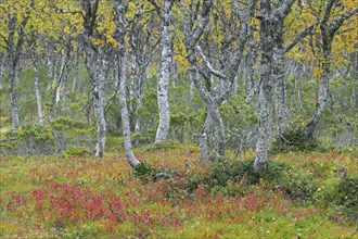 Silver birch, warty birch, European white birch (Betula pendula) (Betula verrucosa) tree trunks of