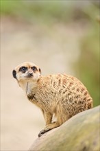 Meerkat (Suricata suricatta) sitting on the ground, Bavaria, Germany Europe