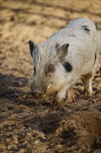 Pietrain hybrid pig on the ground, Bavaria, Germany, Europe