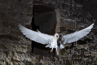 Common barn owl (Tyto alba) with captured mouse, Bitburg, Rhineland-Palatinate, Germany, Europe