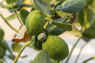 Sodom Apple (Calotropis Procera) tree, Giant Milkweed Asclepias, Isla Mujeres, Caribbean Coast,