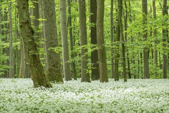 Deciduous forest with flowering ramson (Allium ursinum), Hainich National Park, Thuringia, Germany,