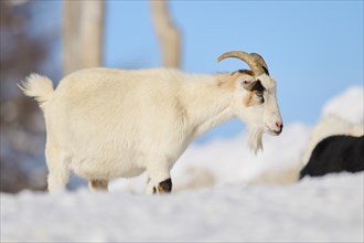 Domestic goat (Capra hircus) on a snowy meadow in winter, tirol, Kitzbühel, Wildpark Aurach,