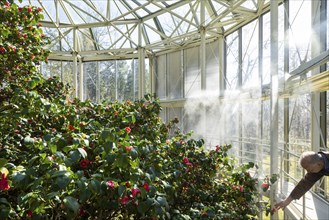 Pillnitz Palace Park Camellia in Bloom in the Shelter House