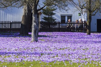 Drebach Crocus Meadows