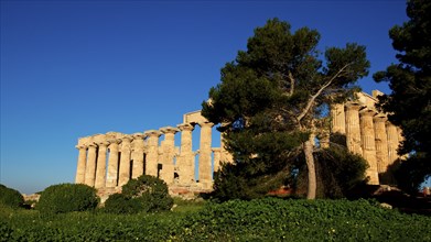 Temple E, tree, green meadow, blue sky, Hera Temple, Selinunte, archaeological site, temple,