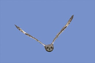 Short-eared owl (Asio flammeus) (Asio accipitrinus) in flight against blue sky