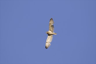 Short-eared owl (Asio flammeus) (Asio accipitrinus) in flight against blue sky