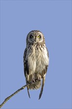 Short-eared owl (Asio flammeus) (Asio accipitrinus) perched in tree