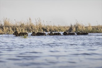 Wasserbueffel schwimmen durch das Weltkulturerbe Marschland, in Basra, 10.03.2023