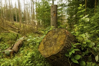 Dead trees in the Hinterhermsdorf area, the bark beetle infestation has continued to increase in