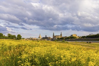 Flowering Elbe meadows in Dresden's Old Town with silhouette