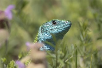 Emerald lizard male in grass, Dürnstein, Wachau, Lower Austria, Austria, Europe