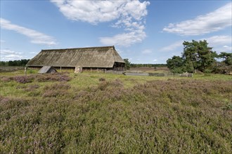 Sheep pen during the heath blossom in the Osterheide in the Lüneburger Heide nature reserve.