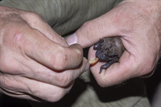 Common nightjar (Nyctalus Abendsegler) juvenile being fed with a mealworm, Brandenburg, Germany,