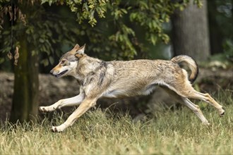 Algonquin wolf (Canis lupus lycaon), wolf, American wolf, running in a meadow, Germany, Europe