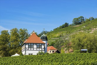 Hoflössnitz st a former Electoral Saxon, now municipal winery on the Saxon Wine Route In the 21st