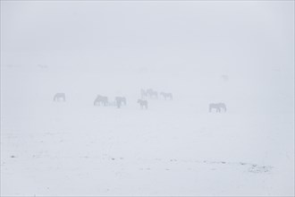 Horses in a snowy paddock at Hengstberg