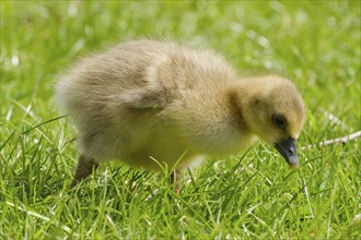 Greylag Goose (Anser anser), chick at Lake Vienenburg, Vienenburg, Goslar, Harz, Lower Saxony,