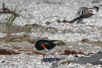 Ringed Plover (Charadrius hiaticula), adult bird defending clutch from attack by an eurasian