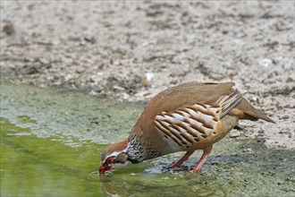 Red-legged partridge (Alectoris rufa), French partridge drinking water from pond