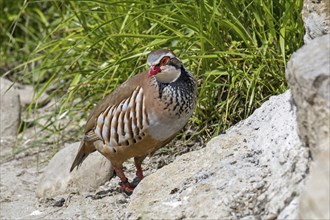 Red-legged partridge (Alectoris rufa), French partridge foraging in meadow, grassland