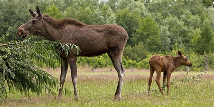 Eurasian cow elk with moose (Alces alces) calf captive in Sababurg Zoo, Hofgeismar, Reinhardswald,