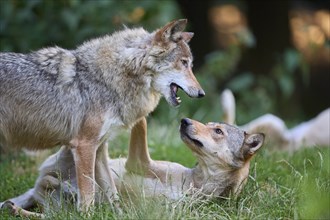 Timber Wolf (Canis lupus), two wolves fighting, cub, captive, Germany, Europe