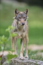 Timber Wolf (Canis lupus), adult, captive, Germany, Europe