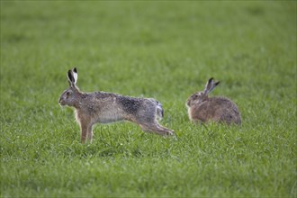 European Hare (Lepus europaeus) stretching hind legs in grassland, Germany, Europe