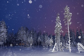 Snowfall and snow-covered trees, Ranua, Lapland, Finland, Europe