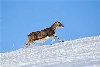 European mouflon (Ovis aries musimon) ewe on a snowy meadow in the mountains in tirol, Kitzbühel,